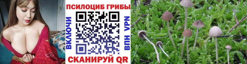 купить   Межгорье  Галлюциногенные грибы Psilocybine cubensis 